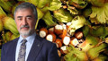 AKP'li vekil Mustafa Hamarat’tan fındık fiyatı çağrısı: “Üreticinin emeği gözetilmeli”