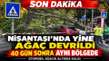 Nişantaşı'nda 40 gün arayla ikinci kez ağaç devrildi! Otomobil ağacın altında kaldı