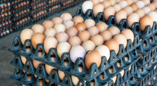 Yumurtalarda salmonella alarmı! Milyonlarca ürün toplatıldı - Resim : 1