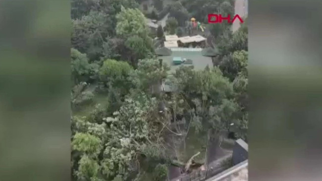 İstanbul'da şiddetli fırtına: Ağaçlar devrildi - Resim : 1